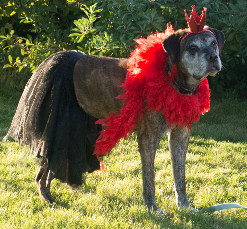 Mastiff Halloween Costume