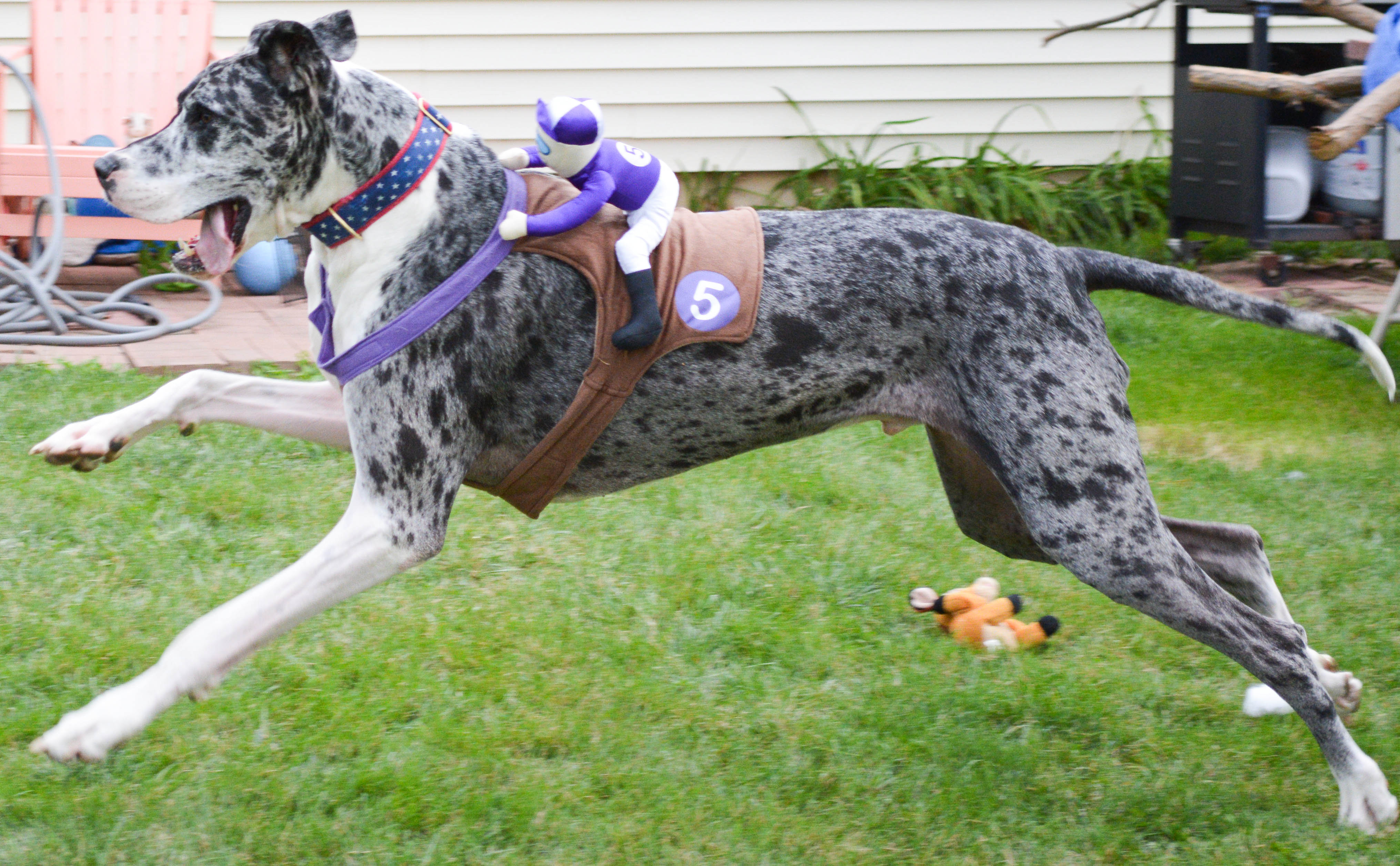 Great Dane Halloween Costume